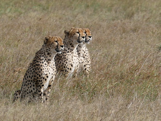 Masai Mara - Geparden bei der Pirsch