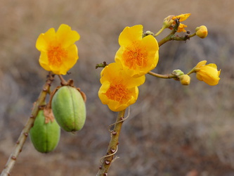 Masaya Nationalpark - Blüten