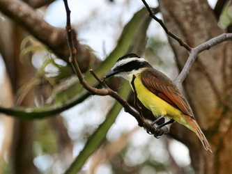 Solentiname - Mancarron - Vogel