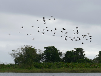 Los Guatuzos - Vogelschwarm