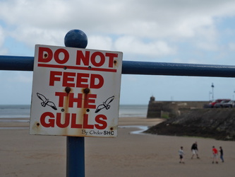Saundersfoot - Do not feed the gulls