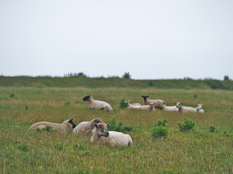 Schafherde am ehemaligen Flugplatz