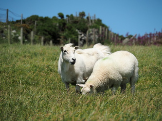 Schafe im Wind