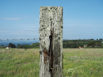 Caldey Island - Zaun mit Flechten