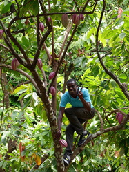 Kakaobaum mit vielen Früchten