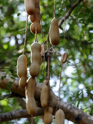 Tamarindenbaum mit Früchten