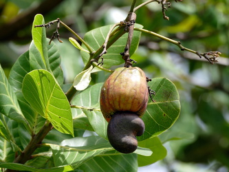 Cashew-Baum