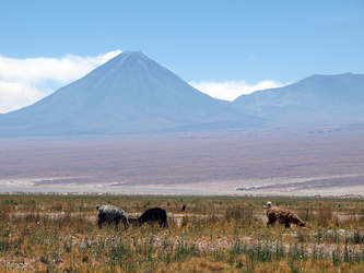 Wüstenlandschaft mit Lamas und Vulkan