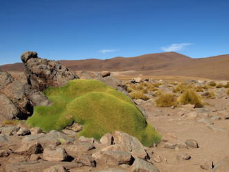 Yareta (Llareta) in der Wüste