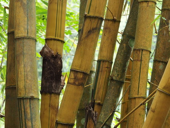 Riesenbambus im Regenwald