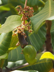 Cashew-Frucht