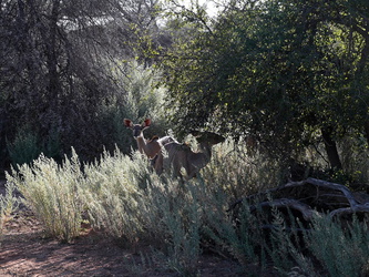 Mount Etjo Safari Lodge