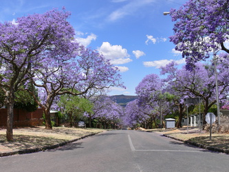 Jacaranda-Bäume in Pretoria
