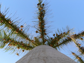 Blick nach oben an einer Palme