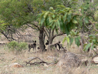 Hyänenhunde
