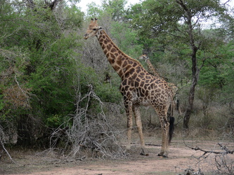 Giraffe