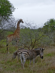 Giraffe und Zebras