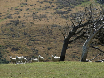 Windschiefe Bäume und Schafe