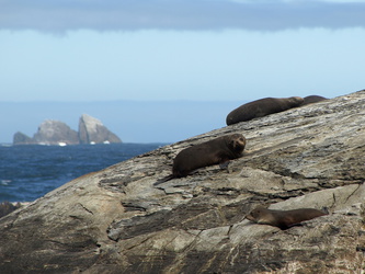 Robben an der Tasman Sea am Ende des Doubtful Sound