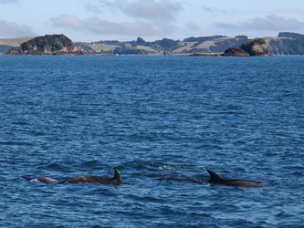 Delphine in der Bay of Island