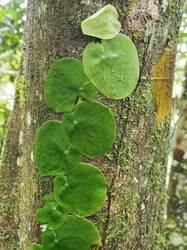 Kletterfplanze am Baum