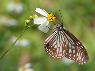 Schmetterling im Kenting National Park