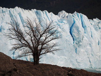 Einzelner Baum am Perito Moreno