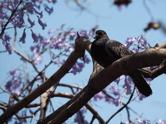 Taube auf Jacaranda-Baum