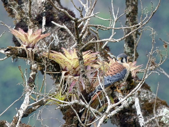 Falke auf einem Baum am Machu Picchu