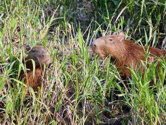 Capybara - Wasserschweine