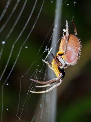 Spinne am Netz 