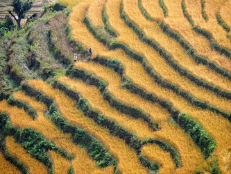 Reisfelder kurz vor der Ernte