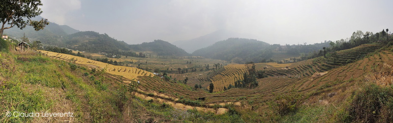 Panoramablick über Reisfelder