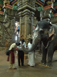 Segnung vom Tempelelefanten