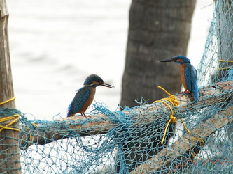 Fishermans Friends ... zwei Kingfisher