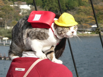 Katze mit Hut 