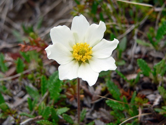 Silberwurz