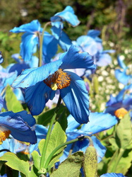 Blauer Mohn im Botanischen Garten