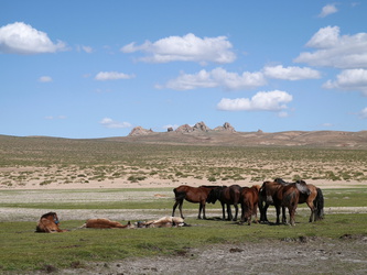 Pferde in der weiten Landschaft