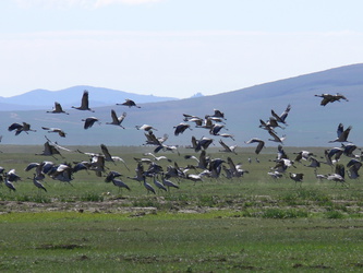 Kraniche im Flug