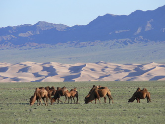 Kamele vor den Dünen von Khongoriin Els