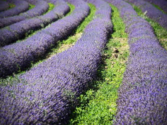 Lavendel-Bögen