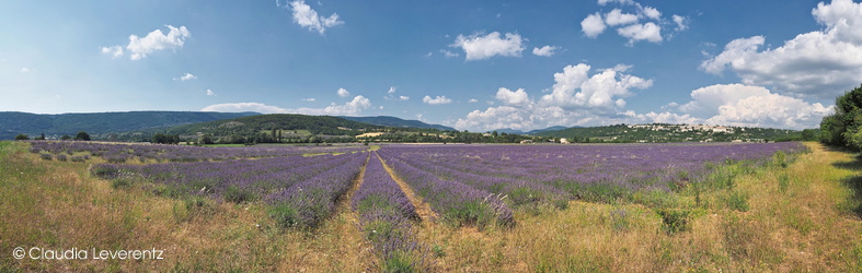 Lavendel-Panorama