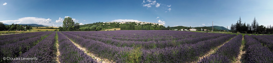 Panoramablick über die Lavendelfelder