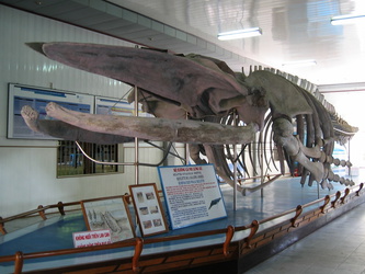 Wal-Skelett im Ozeanographischen Institut