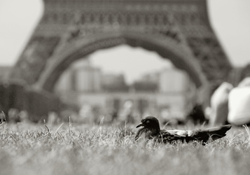 Taube vor dem Eiffelturm