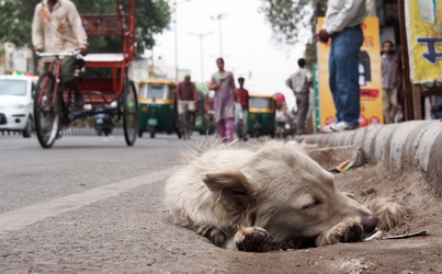 Kleiner Hund am Straßenrand