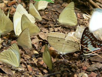 Schmetterlinge an einer Pfütze