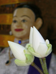 Lotus-Blüten