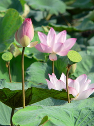 Lotusblüten in verschiedenen Entwicklungsstufen